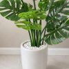 Cây trầu bà giả lá xẻ monstera cao 1m3 chậu sứ trắng tinh tế trang trí mọi không gian