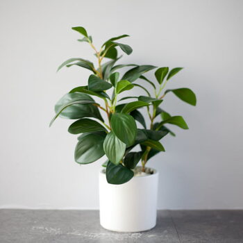 Cây Đa Búp Giả Để Bàn Và Kệ Tủ – [30cm]