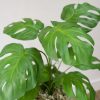 Cây Monstera giả lá xẻ xanh trang trí nội thất