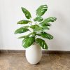 Cây Monstera giả lá xẻ xanh trang trí nội thất