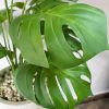 Chậu cây giả Monstera đặt sàn cho phòng khách và văn phòng