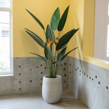 Chậu cây thiên điểu giả 1m6 phối chậu xi măng đá mài