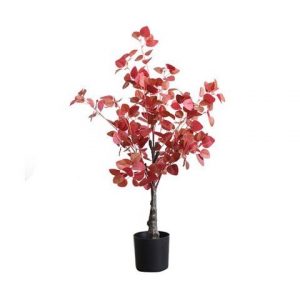 cây đô la bạc lá đỏ