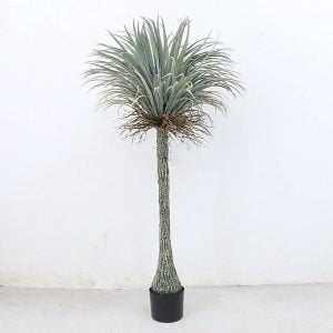 cọ nhiệt đới giả