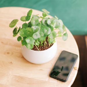 cỏ đồng tiền giả