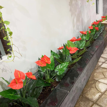 Cây hồng môn giả trang trí kệ bàn, góc nhà cực xinh [45cm – 120cm]