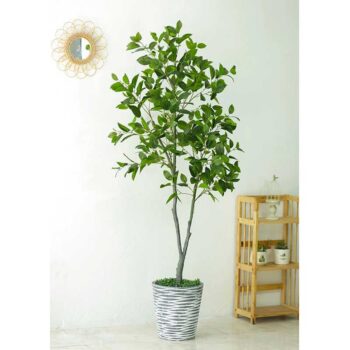 Cây lá mộc lan giả dùng trang trí nhà cửa, shop, công ty [1m6 -1m8 – 2m1]