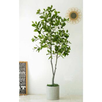 Cây lá mộc lan giả dùng trang trí nhà cửa, shop, công ty [1m6 -1m8 – 2m1]