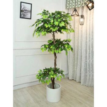 Cây tâm phúc giả trang trí cửa hàng, văn phòng, căn hộ [1m2 – 1m4 – 1m6 – 1m8]