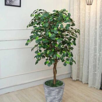 Cây tâm phúc giả trang trí cửa hàng, văn phòng, căn hộ [1m2 – 1m4 – 1m6 – 1m8]