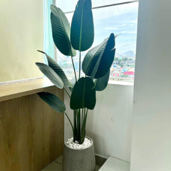 Cây Chuối Rẻ Quạt Giả Trang Trí Cửa Hàng, Studio, Tiệm Quán, Văn Phòng, Nhà Cửa – Cao 1m6 – Mã: PN-CG012