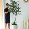 Cây Bạch Đàn Giả 2m1 (5)