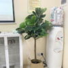 Cây Bàng Singapore Giả 1m2 Trang Trí Nội Ngoại Thất - Phạm Nguyễn Decor (5)