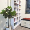 Cây Bàng Singapore Giả 1m2 Trang Trí Nội Ngoại Thất - Phạm Nguyễn Decor (5)