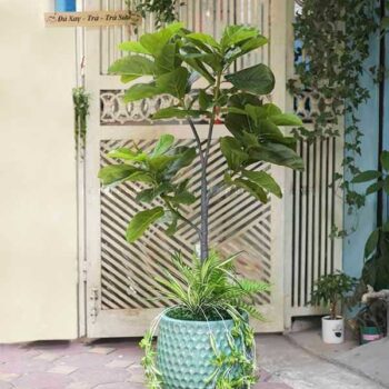 [Combo – mix] Cây Bàng Singapore Giả Trang Trí Cửa Hàng, Studio, Tiệm Quán, Văn Phòng, Nhà Cửa – Cao 1m4 – Mã: PN-CG066