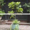 Cây Bàng Singapore Giả 1m6. (3)