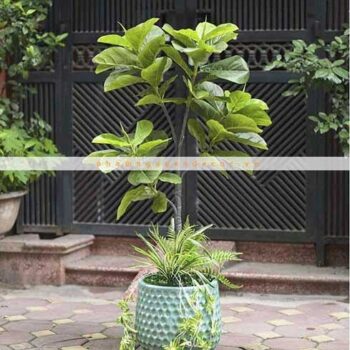 [Combo – mix] Cây Bàng Singapore Giả Trang Trí Cửa Hàng, Studio, Tiệm Quán, Văn Phòng, Nhà Cửa – Cao 1m6 – Mã: PN-CG065