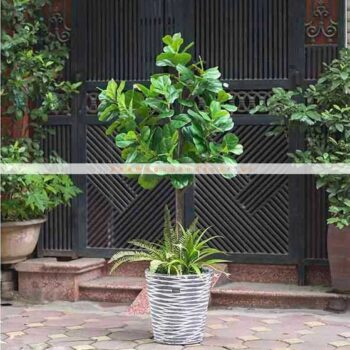 [Combo – mix] Cây Bàng Singapore Giả Trang Trí Cửa Hàng, Studio, Tiệm Quán, Văn Phòng, Nhà Cửa – Cao 1m6 – Mã: PN-CG065