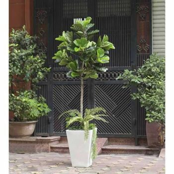 [Combo – mix] Cây Bàng Singapore Giả Trang Trí Cửa Hàng, Studio, Tiệm Quán, Văn Phòng, Nhà Cửa – Cao 1m8 – Mã: PN-CG067