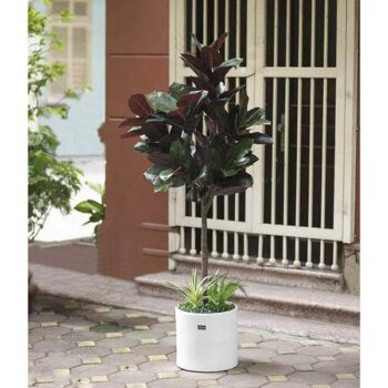 Cây Bàng Singapore Lá Đỏ Giả Trang Trí Cửa Hàng, Studio, Tiệm Quán, Văn Phòng, Nhà Cửa – Cao 1m6– Mã: PN-CG064