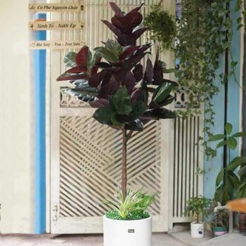 Cây Bàng Singapore Lá Đỏ Giả Trang Trí Cửa Hàng, Studio, Tiệm Quán, Văn Phòng, Nhà Cửa – Cao 1m6– Mã: PN-CG064