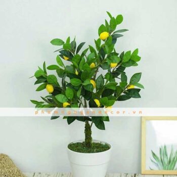 Cây Chanh Mỹ Giả Trang Trí Cửa Hàng, Studio, Tiệm Quán, Văn Phòng, Nhà Cửa – Cao 80cm – Mã: PN-CG073