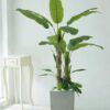 Cây Chuối Giả 1m4 -Trang Trí Nội Ngoại Thất-Phạm Nguyễn Decor