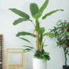 Cây Chuối Giả 1m4 -Trang Trí Nội Ngoại Thất-Phạm Nguyễn Decor