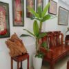 Cây Chuối Cảnh Giả 2m (1)