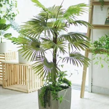 Cây Cọ Giả Trang Trí Cửa Hàng, Studio, Tiệm Quán, Văn Phòng, Nhà Cửa – Cao 1m2 – Mã: PN-CG057