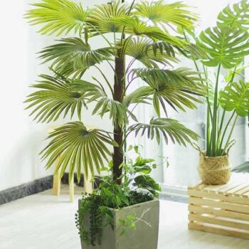 Cây Cọ Giả Trang Trí Cửa Hàng, Studio, Tiệm Quán, Văn Phòng, Nhà Cửa – Cao 1m2 – Mã: PN-CG057