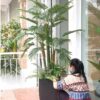 Cây Dừa Cảnh Giả 1m8 (2)