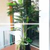 Cây Dừa Giả 1m4-Trang Trí Nội Ngoại Thất-Phạm Nguyễn Decor