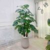 Cây Lá Rùa Giả 1m95-Trang Trí Nội Ngoại Thất-Phạm Nguyễn Decor