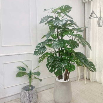 Cây Lá Rùa Giả Trang Trí Cửa Hàng, Studio, Tiệm Quán, Văn Phòng, Nhà Cửa – Cao 1m95 – Mã: PN-CG084