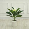 Cây Lan Ý Giả - Trang Trí Nội Ngoại Thất - Phạm Nguyễn Decor