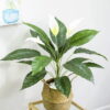 Cây Lan Ý Giả - Trang Trí Nội Ngoại Thất - Phạm Nguyễn Decor
