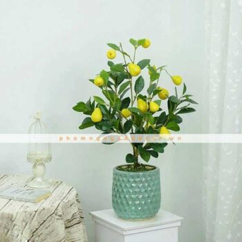 Cây Lê Vàng Giả Trang Trí Cửa Hàng, Studio, Tiệm Quán, Văn Phòng, Nhà Cửa – Cao 80cm – Mã: PN-CG074
