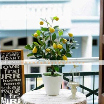 Cây Lê Vàng Giả Trang Trí Cửa Hàng, Studio, Tiệm Quán, Văn Phòng, Nhà Cửa – Cao 80cm – Mã: PN-CG074