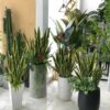 Cây Lưỡi Hổ Giả 1m3 (3)