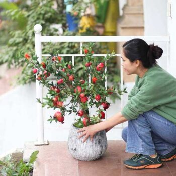 [Combo-mix]Cây Lựu Giả Trang Trí Cửa Hàng, Studio, Tiệm Quán, Văn Phòng, Nhà Cửa – 90cm – PN-CG097