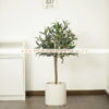 Cây Ô Liu Giả 90cm Trang Trí Nội Ngoại Thất (5)