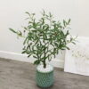 Cây Ô liu giả 85cm trang trí nhà cửa, cửa hàng, studio, shop, văn phòng (6)