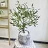 Cây Ô liu giả 85cm trang trí nhà cửa, cửa hàng, studio, shop, văn phòng (9)