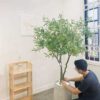 Cây Oliu Giả 1m80 -Trang Trí Nội Ngoại Thất-Phạm Nguyễn Decor
