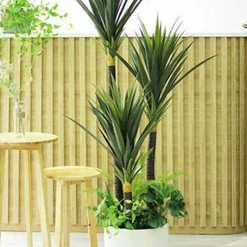 Cây Phát Tài Núi Giả Trang Trí Cửa Hàng, Studio, Tiệm Quán, Văn Phòng, Nhà Cửa – Cao 1m5 – Mã: PN-CG058