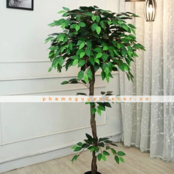 Cây Tâm Phúc Giả Trang Trí Cửa Hàng, Studio, Tiệm Quán, Văn Phòng, Nhà Cửa – Cao 1m6 – Mã: PN-CG030