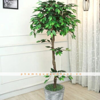 Cây Tâm Phúc Giả Trang Trí Cửa Hàng, Studio, Tiệm Quán, Văn Phòng, Nhà Cửa – Cao 1m6 – Mã: PN-CG030
