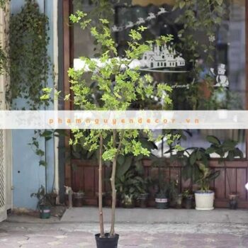 Cây Thạch Nam Giả Trang Trí Cửa Hàng, Studio, Tiệm Quán, Văn Phòng, Nhà Cửa – 1m8 – PN-CG052