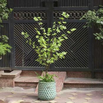 [Combo – mix] Cây Thạch Nam Giả Trang Trí Cửa Hàng, Studio, Tiệm Quán, Văn Phòng, Nhà Cửa – 1m35 – PN-CG070